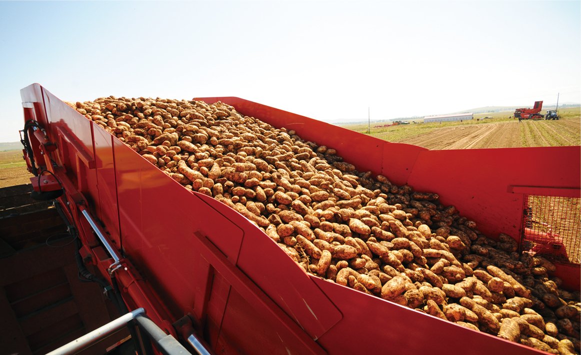 ¿Qué Patatas son las Mejores para el Puré de Patatas?
